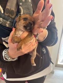 Jack Russell e Pinscher