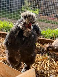 Galline moroseta vari colori e altre razze