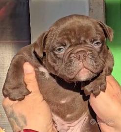 American Bully Cuccioli Cioccolato ?