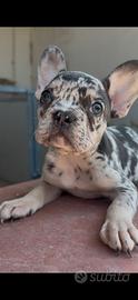Cuccioli di bulldog francese