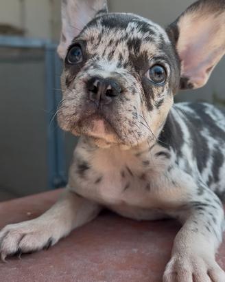 Cuccioli di bulldog francese