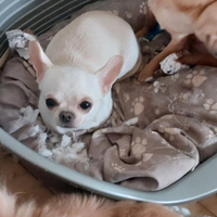 Giovane chihuahua enci
