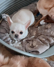 Giovane chihuahua enci