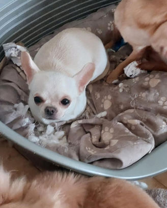 Giovane chihuahua enci