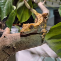 Geco Ciliatus maschio adulto - Halloween