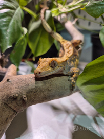 Geco Ciliatus maschio adulto - Halloween