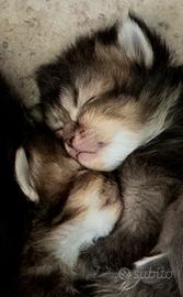 Scottish Fold e Straight