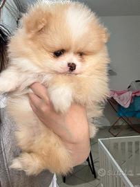 Spitz Di Pomerania Mini