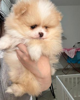 Spitz Di Pomerania Mini
