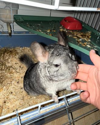 Cincillà ciro di napoli