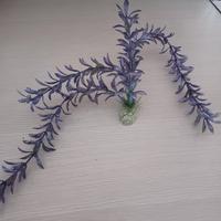 Piante arredo acquario