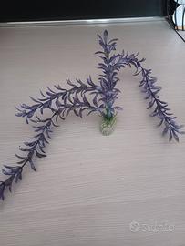 Piante arredo acquario