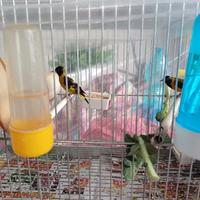 Disponib coppia lucherini petto nero e cardellini