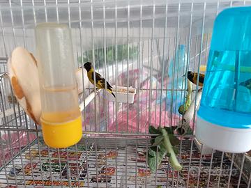 Disponib coppia lucherini petto nero e cardellini