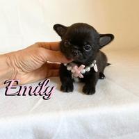 Chihuahua femmina a pelo lungo con pedigree enci