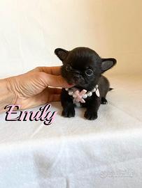 Chihuahua femmina a pelo lungo con pedigree enci