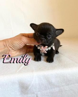 Chihuahua femmina a pelo lungo con pedigree enci