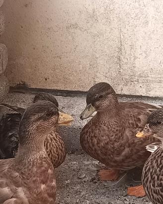 animali
