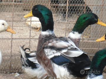 Anatre domestiche colorate