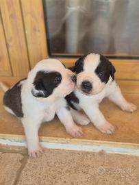 Cuccioli di sanbernardo