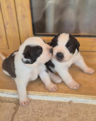 Cuccioli di sanbernardo