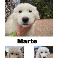 Ultimi tre cucciolotti