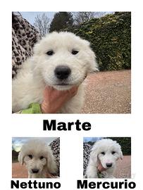 Ultimi tre cucciolotti