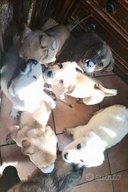 4 cucciole femmine