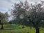 Immagine 11