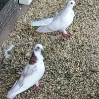 Colombi cravattati italiani (REGGIANINI)