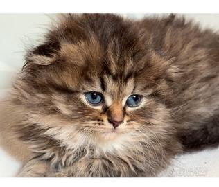 Scottish Fold Black Golden Tabby