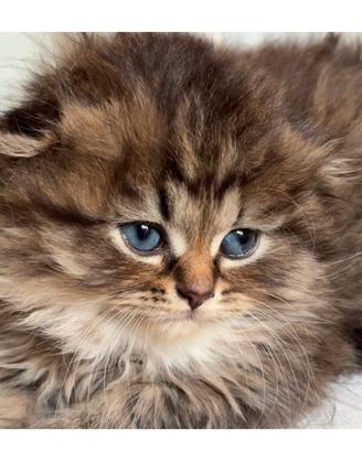 Scottish Fold Black Golden Tabby