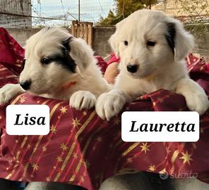 Cuccioli taglia media abbondante disponibili