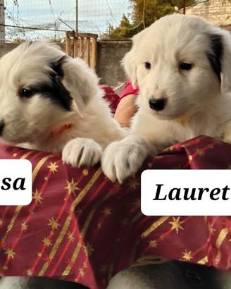 Cuccioli taglia media abbondante disponibili