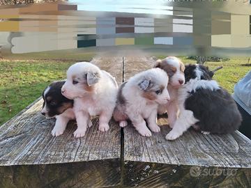 Cuccioli di Pastore Australiano