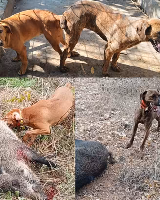 Cuccioli di segugio maremmano da cinghiale