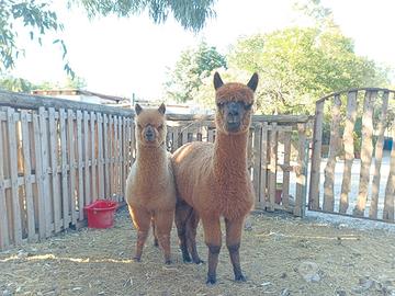 Cuccioli di alpaca
