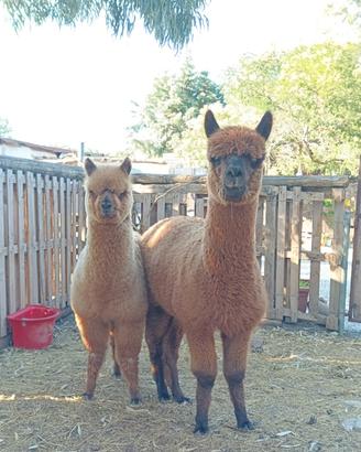 Cuccioli di alpaca