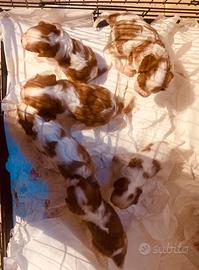 Cuccioli ci cav