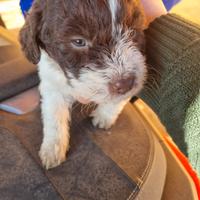 Cuccioli Lagotto