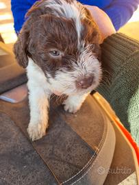 Cuccioli Lagotto