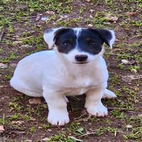 Ultimo cucciolo jack russel maschio