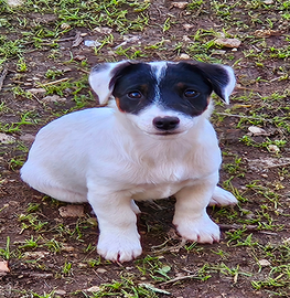 Ultimo cucciolo jack russel maschio