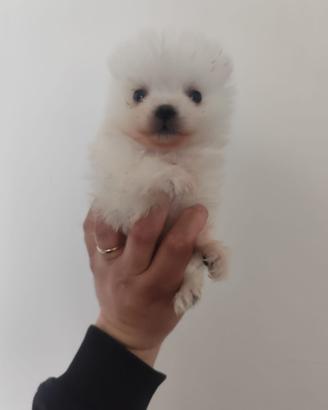 Spitz di Pomerania