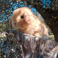 Conigli/coniglietti ariete nano