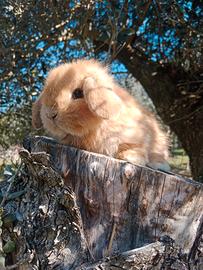 Conigli/coniglietti ariete nano