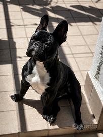 Bulldog Francese