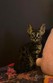 Cuccioli di gatto del bengala pedigree ANFI