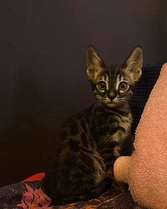 Cuccioli di gatto del bengala pedigree ANFI