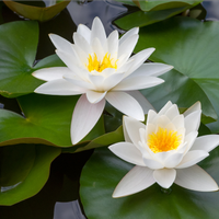 Piante di ninfee di vari colori e mangimi pesci